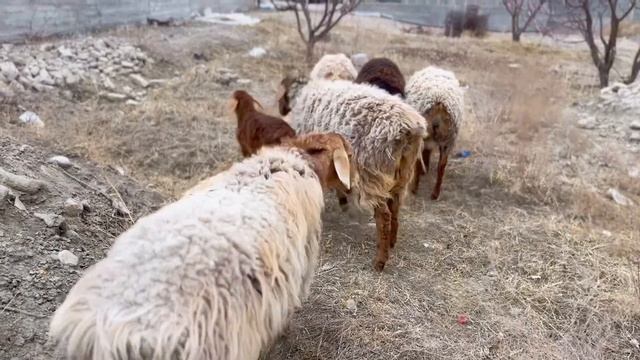 Холвайтар / Халвайтар -восточная сладость ! НЕРЕАЛЬНАЯ ВКУСНОТА за 10 минут на завтрак