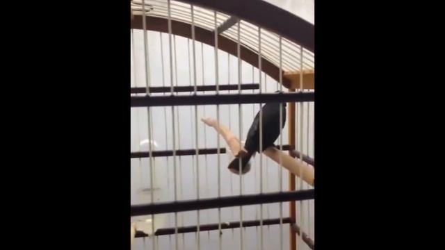 Coleiro muito rápido só pontiando! смотреть онлайн