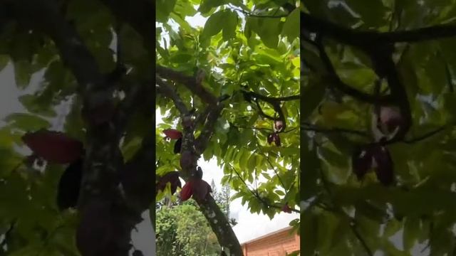 Cocoa tree outside Malagos chocolate factory ~ Theobroma cacao#shorts#fruit