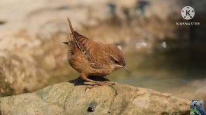 Голоса птиц: крапивник, или орешек