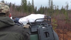 Охота на медведя. Продолжение.Весна 2024