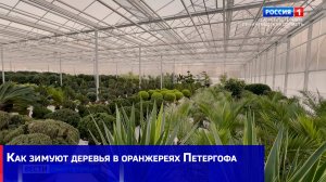 Как зимуют деревья в оранжереях Петергофа