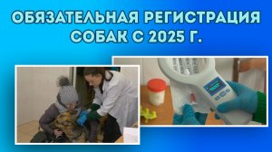 Обязательная регистрация собак с 2025 года.