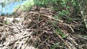 хатка бобра