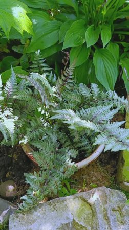 Этот необыкновенный папоротник #дача #сад #garden