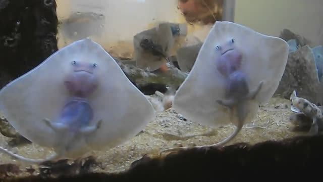 10 Прозрачных или Стеклянных Животных, которые Поразят Ваше Воображение смотреть онлайн