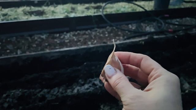 Отличный способ посадки ЧЕСНОКА, УРОЖАЙ всегда КРУПНЫЙ!