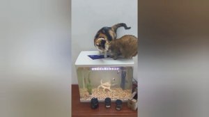 подборка смешных котиков