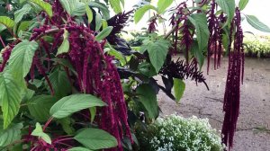 АМАРАНТ - недооцененное садоводами растение.