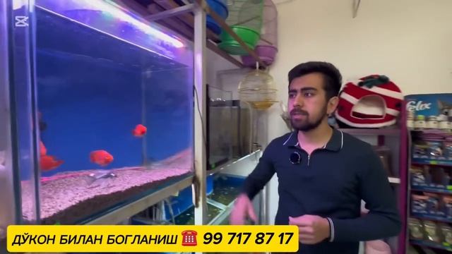 акварюм баликлар нархлари