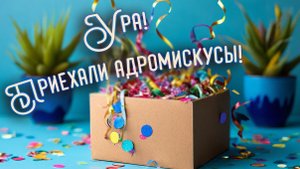 Приехала посылка с адромискусами