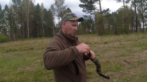 ТРУБА НА БЛАГОРОДНОГО ОЛЕНЯ.РЁВ ИЗЮБРЯ.