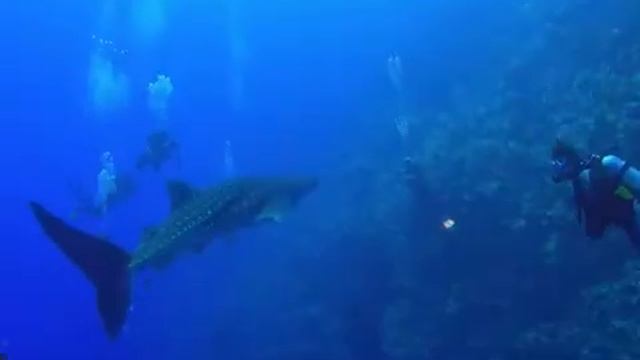 Red Sea Scuba Diving | Explorer Ventures Liveaboard Fleet смотреть онлайн