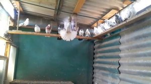 Мартыны Николаевские  п. Сартана