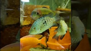 бриллиантовая цихлазома