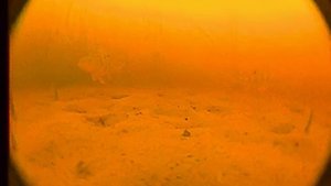 Окуни в камышах на камеру Fishing Hero v 3.0