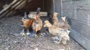 Курочки)Бентамки)#Деревенскоесело