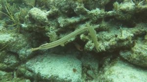 Trumpet Fish