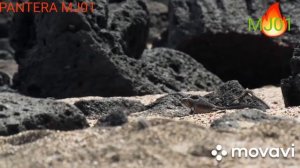 Змея как нападает.Мори кухи.Илон Эчкиэмар