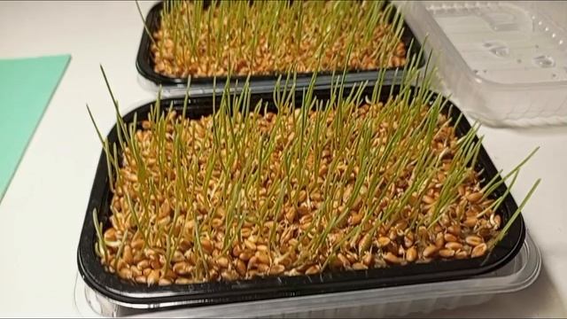 МИКРОЗЕЛЕНЬ🌱🌾в домашних условиях. #Агровата.
Овёс, пшеница. Куда лучше высаживать? #микрозелень