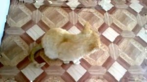 Кот Вася говорит мама