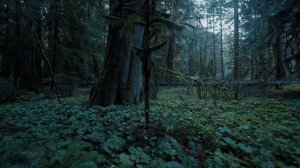 Расслабляющая прогулка под дождем на озере Кресент, Олимпийский национальный парк, бинауральные звук