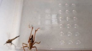 Серый Кузнечик vs Ктырь (хищная муха) Katydid vs Robber Fly.