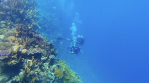 Шарм-Эль-Шейх 2024 Дайв Ин - интродайв