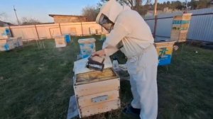 Обрабатываю пчёл пробиотиками (полезными бактериями)