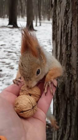 Орешек для Толстой