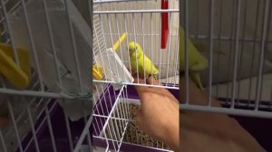 Знакомство с волнистым попугаем Бубончиком!