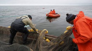 Вылов рыбы в Черном море могут ограничить