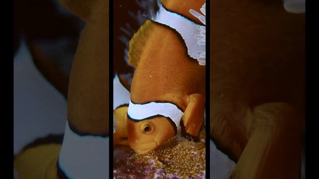 Nemo's having babies! (pt 1/4)