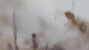 Pheidole megacephala got lots of new workers