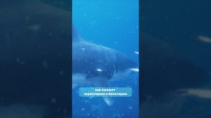 Акулы в индийском океане!