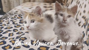 Кошка Ириска. Лечение.