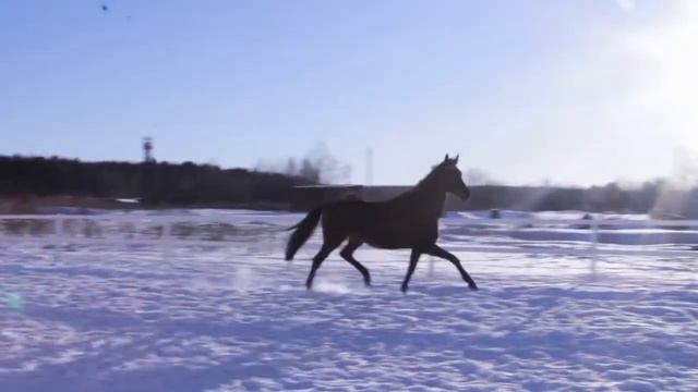 Незнакомка - рысь (КСК "Атлантис") смотреть онлайн