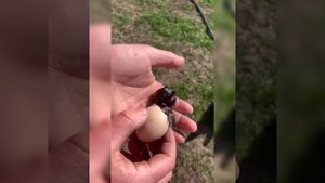 Рождение цыплёнка. Как вылупляются птенцы.