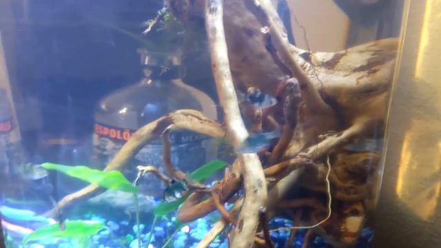 Freshwater Green Tiger Barb Aquarium