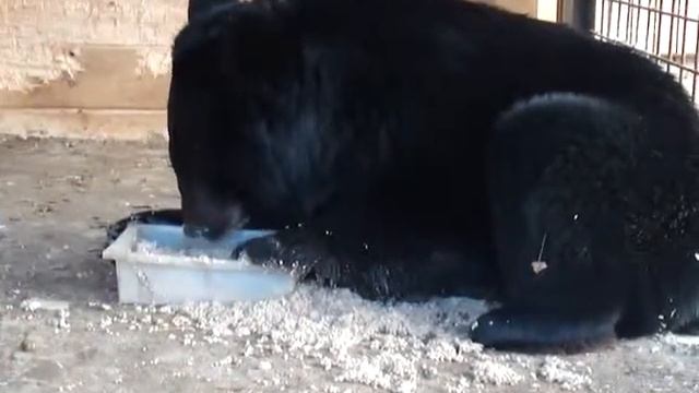 Миша и каша смотреть онлайн