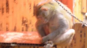 Макака резус