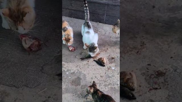 Наловили рыбы и накормили кошек и котят