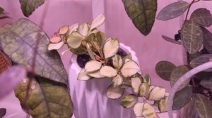 Хойи. Было-стало-через 6 месяцев после укоренения. Как выросли или "тормозят" хойи после укоренения