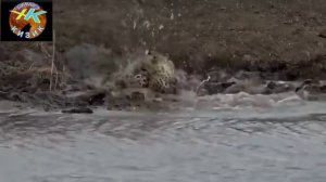 Дахшатли видеолар Тимсохлар Хакикий Улим Машиналари #дахшат