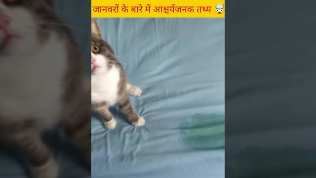 जानवरों 🐿️ के बारे में आश्चर्यजनक तथ्य 🤯#short_facts