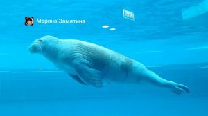 Моржи в Московском зоопарке.
