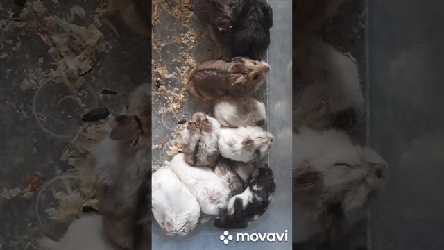 Хомяки #грызуны  #pets #rabbit #animals #купитьхомяка #хомякмосква #москва #ручнойхомяк #животные