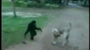 Обезьяна vs  собака