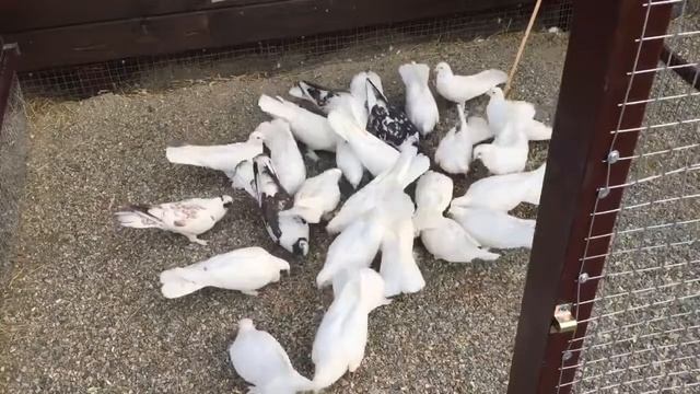 Настоящие бакинские широкохвостые многоперые голуби. Моя голубятня 2020 89034451665 смотреть онлайн