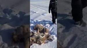 Охота на волком